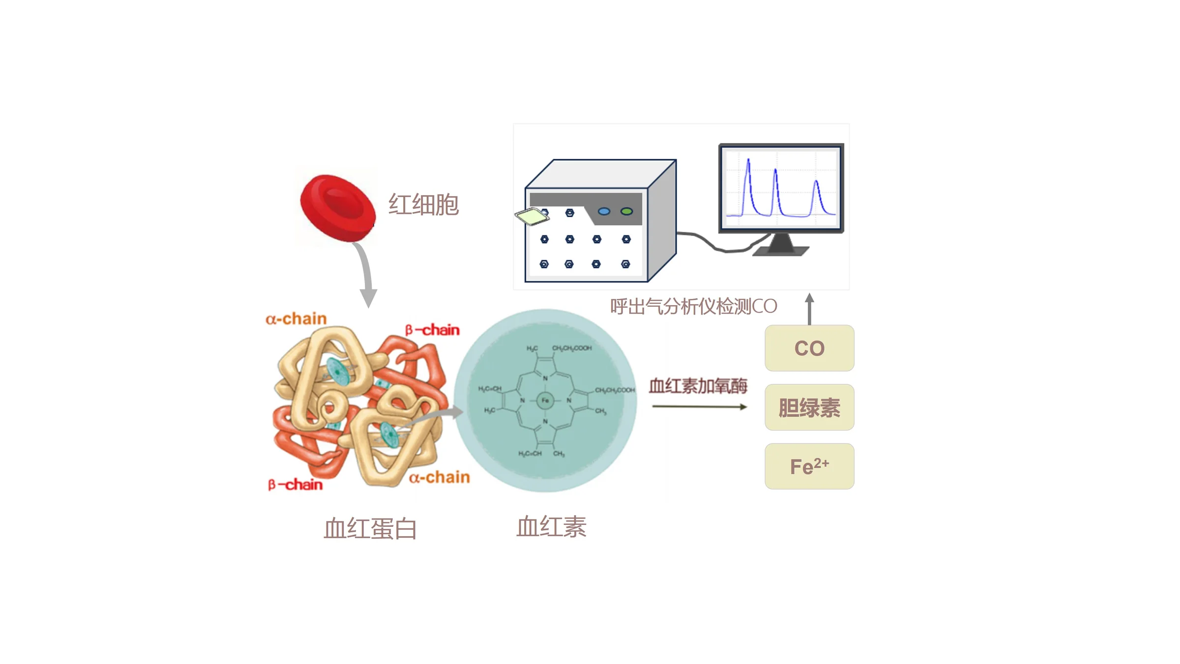 科普课堂 | Levitt CO呼气试验测定红细胞寿命封面